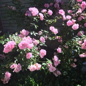 Meet your Posher, Cindy